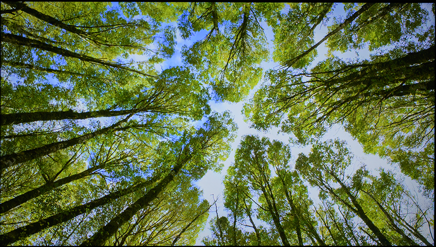 创维守护者65,创维守护者75寸