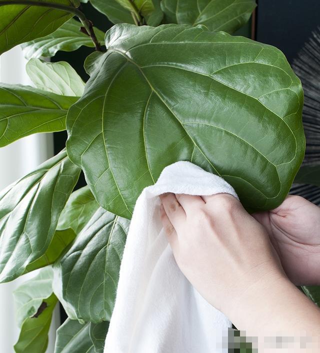 水里倒点酒，给花擦一擦，油光锃亮，比打激素还灵