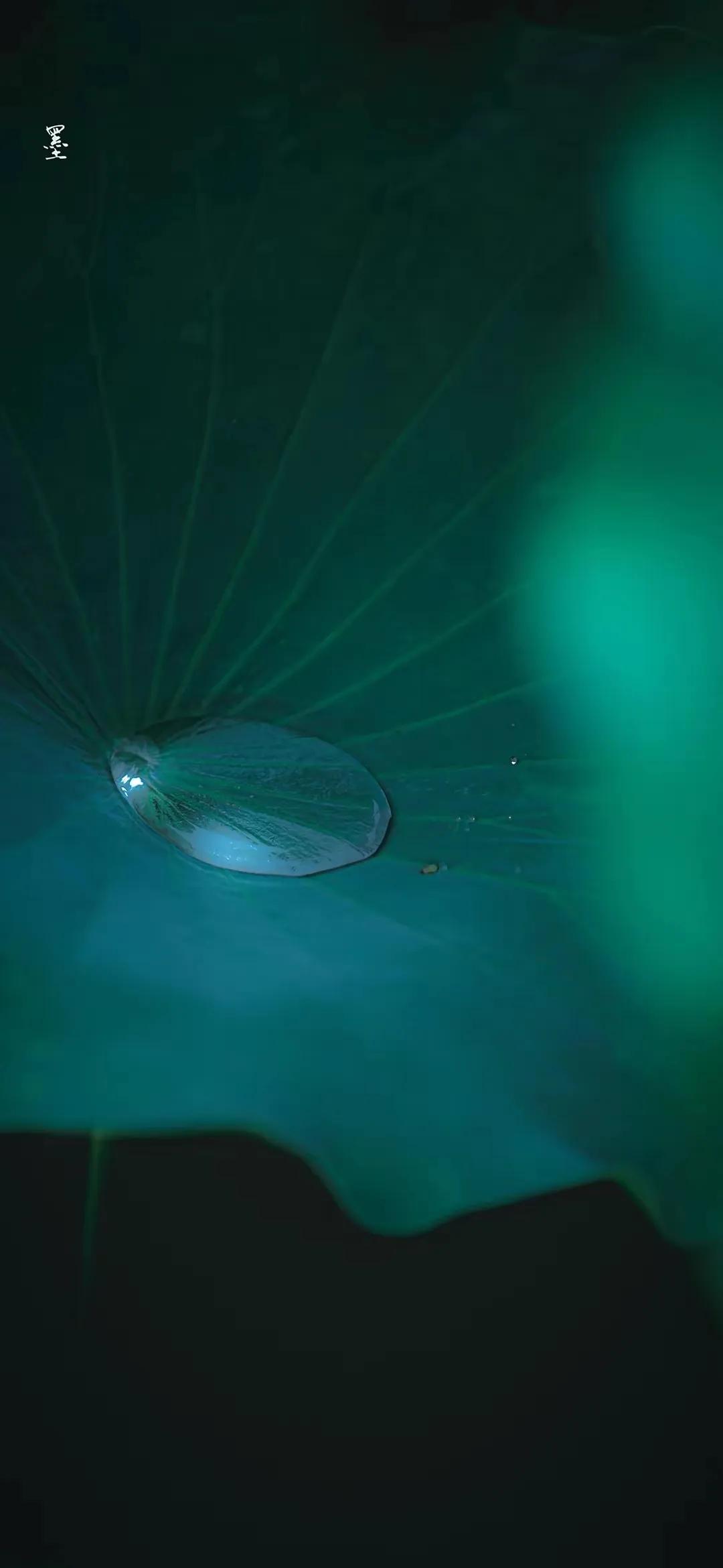 荷花千瓣莲唯美高清大图壁纸,唯美荷花壁纸手机超清全面屏