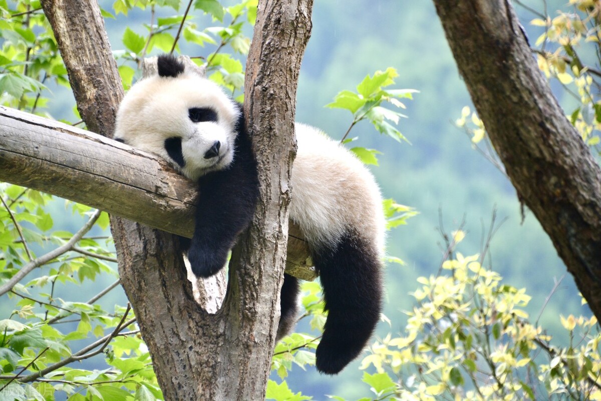 旅游胜地天府之国成都,天府之国成都好风光