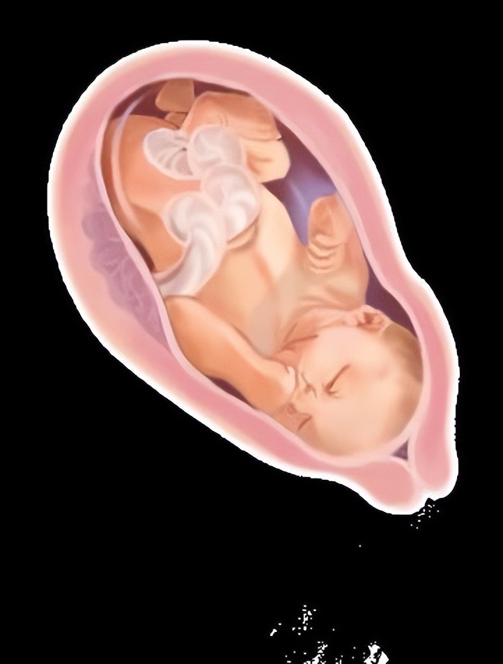 从受孕到分娩约四十周,从受孕到婴儿每天的变化