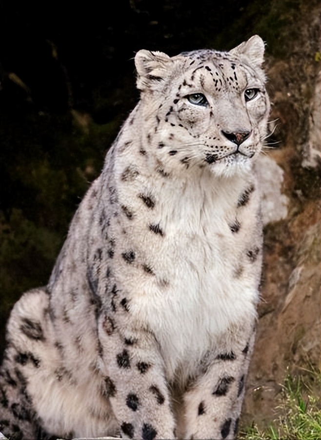 云南农村小伙捡到一只小猫,小伙捡到一只活体小猫