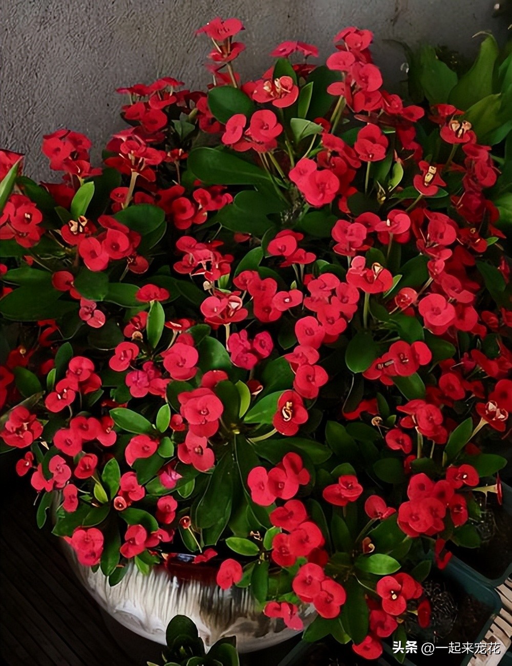 4种花好养易活开花漂亮,6种非常漂亮的花好养易活