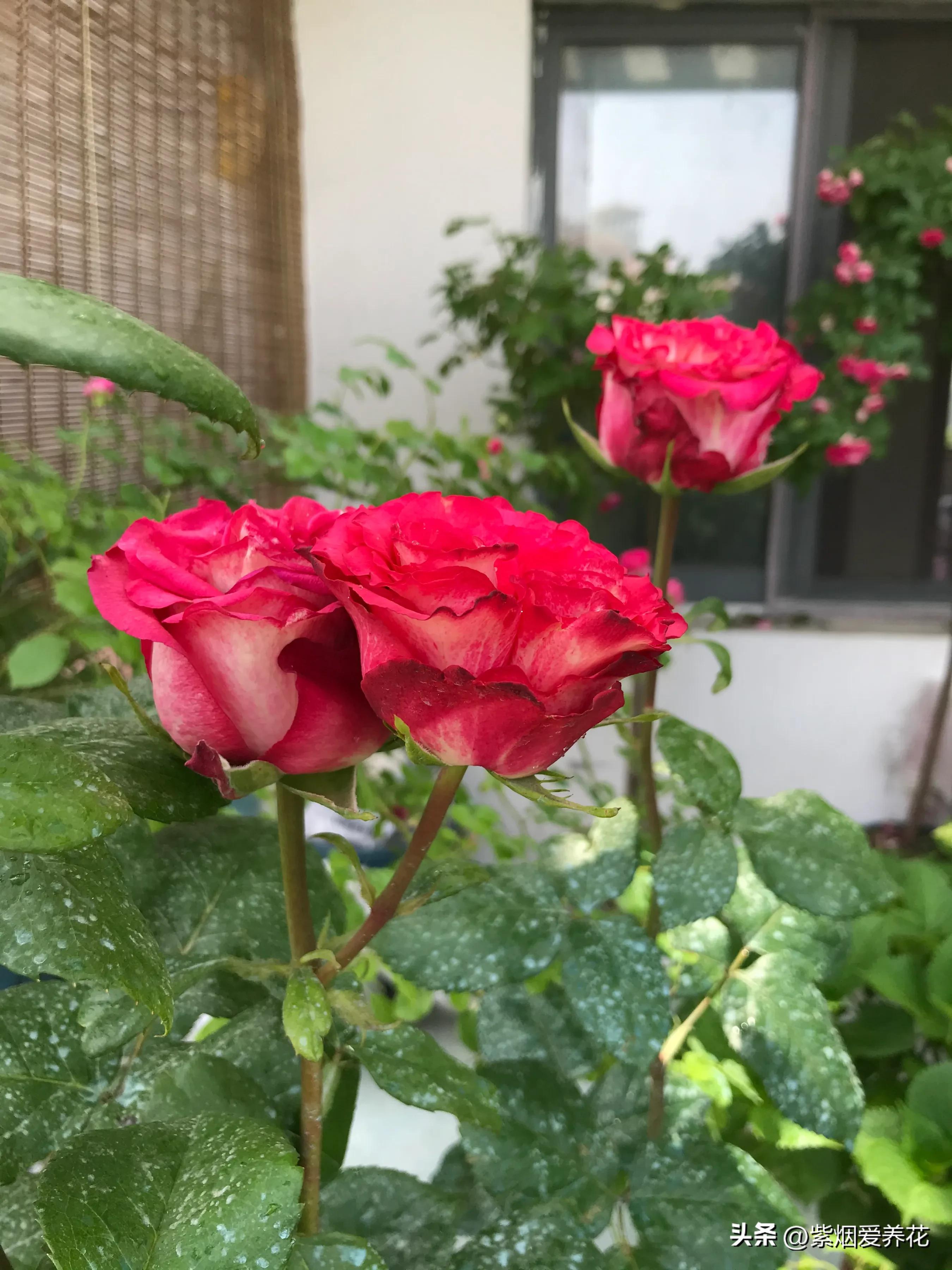 男人送女人一枝红色玫瑰花,送你永不凋谢的玫瑰花