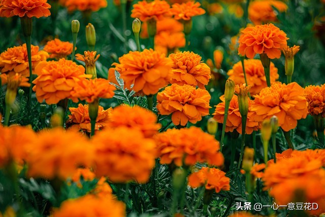 孔雀草花诗词,孔雀草诗