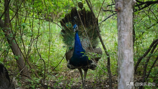 沈阳森林动物园缆车,自驾沈阳森林动物园