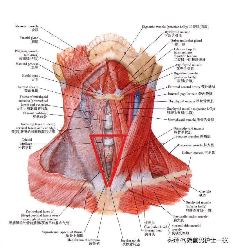 关于气管切开技术流程及注意事项