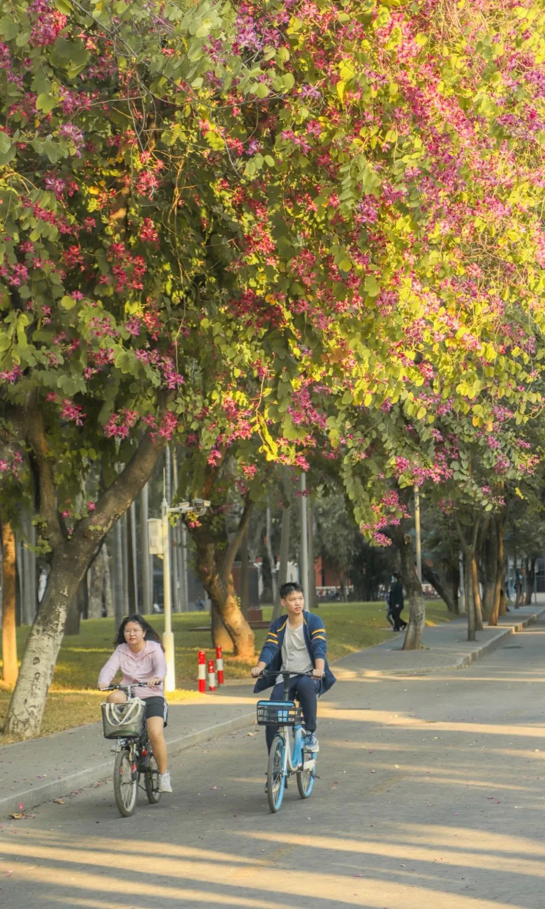 华南第一学府：中山大学,华南最高学府