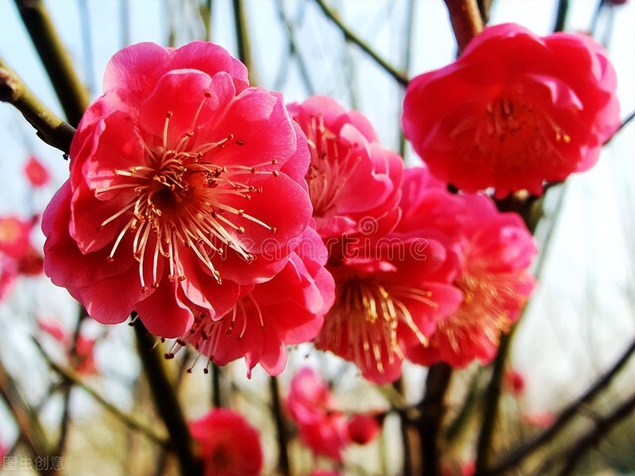 中国古典十大花卉,中国传统十大花卉有哪些