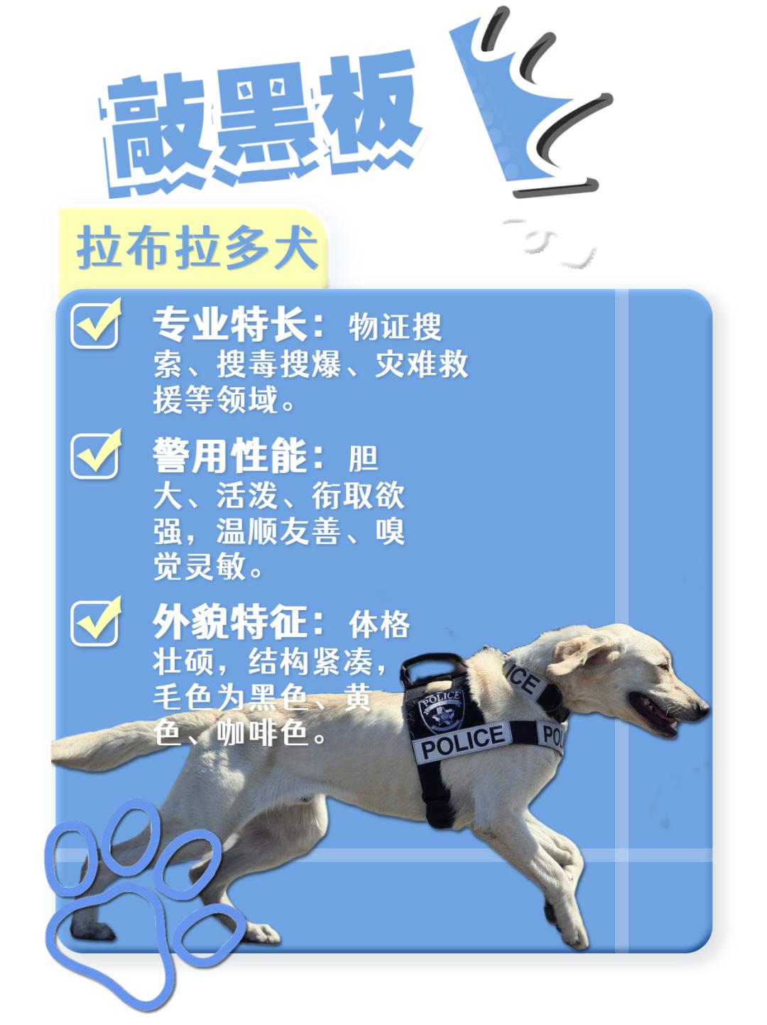 江苏省唯一一名警犬工作岗位硕士研究生与他爱犬“小虎”的故事