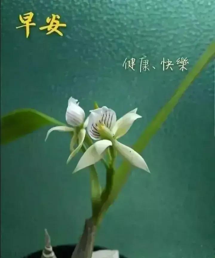 庚子日柱2023年癸卯年运势,癸卯年2023年哪个月出生最好