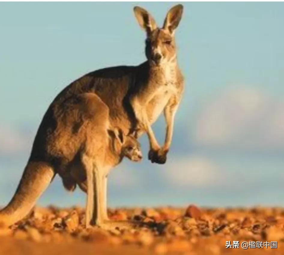 咏袋鼠诗点评——陇诗月旦辛丑小寒篇