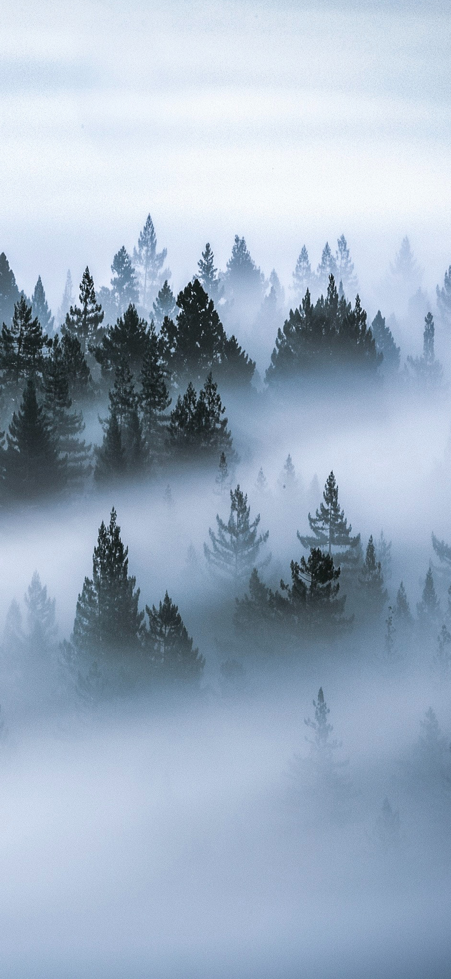 绿色全屏8k裸眼5d壁纸植物,绿色植物图片唯美高清壁纸