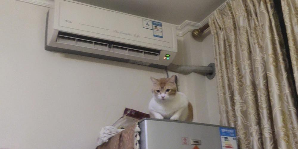 猫咪可以吹空调,猫咪可以吹暖气吗