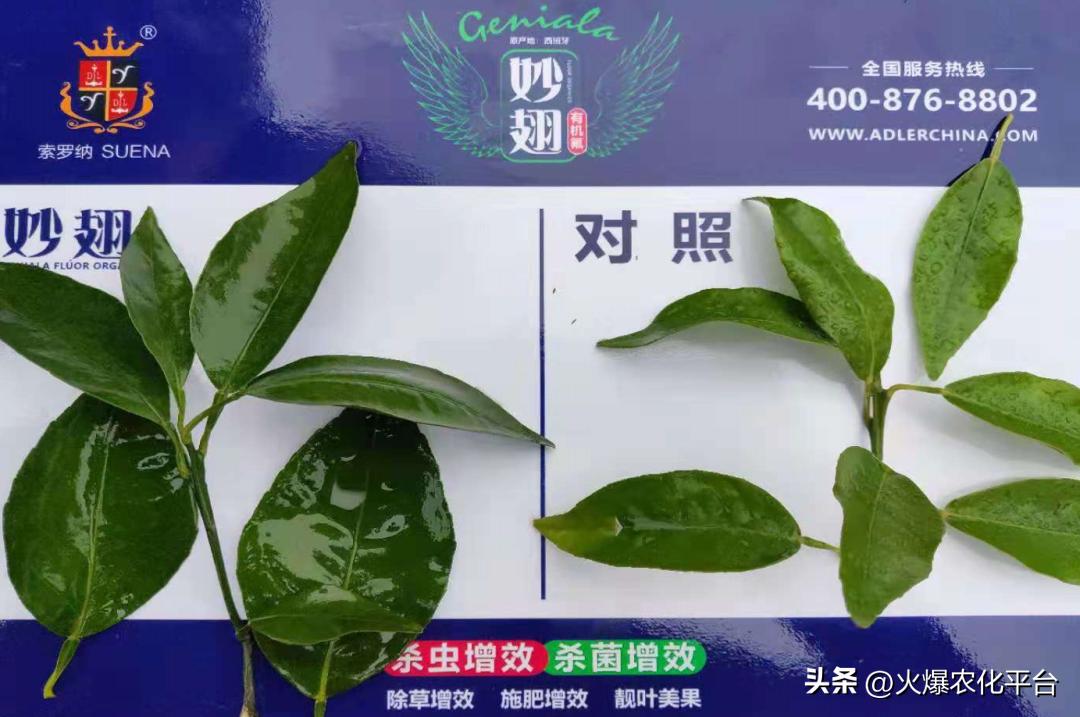 西班牙原装进口肥料艾德拉,西班牙艾德拉农肥料有限公司