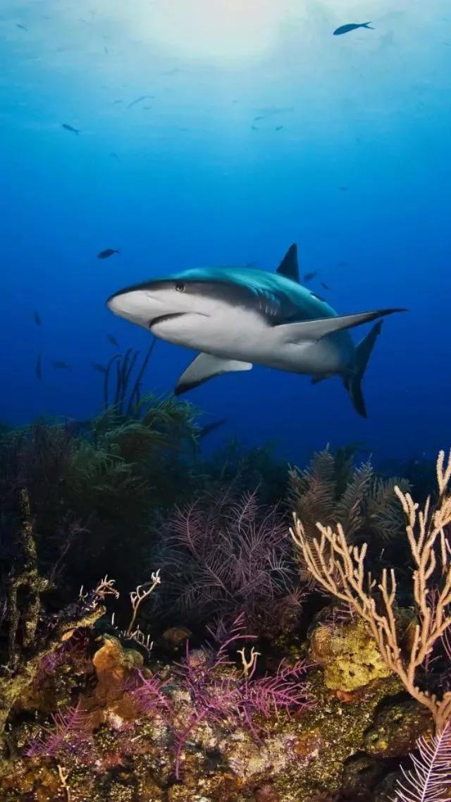 海底世界高清大图壁纸,手机动态海底世界鱼壁纸