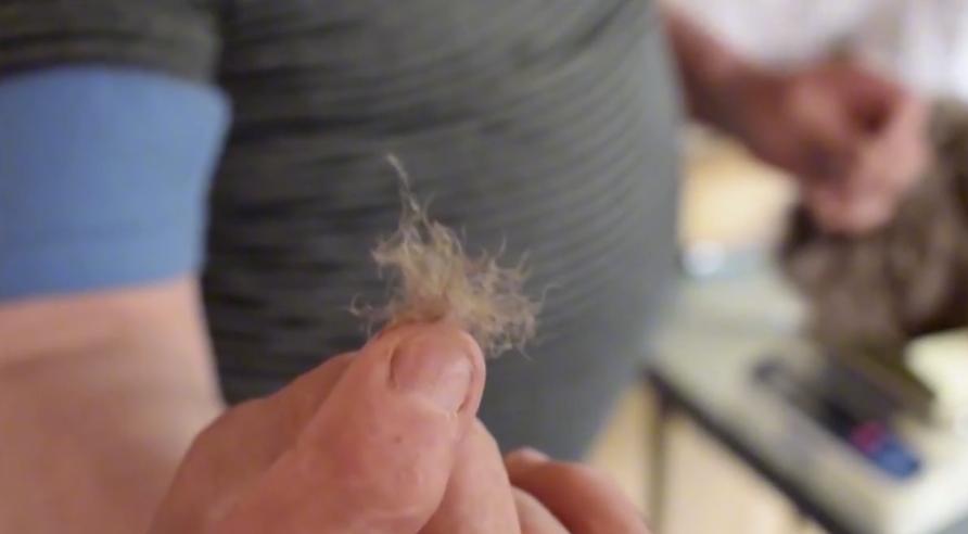 加拿大鹅处罚可能引发消费者维权,加拿大鹅处罚书为何获赞