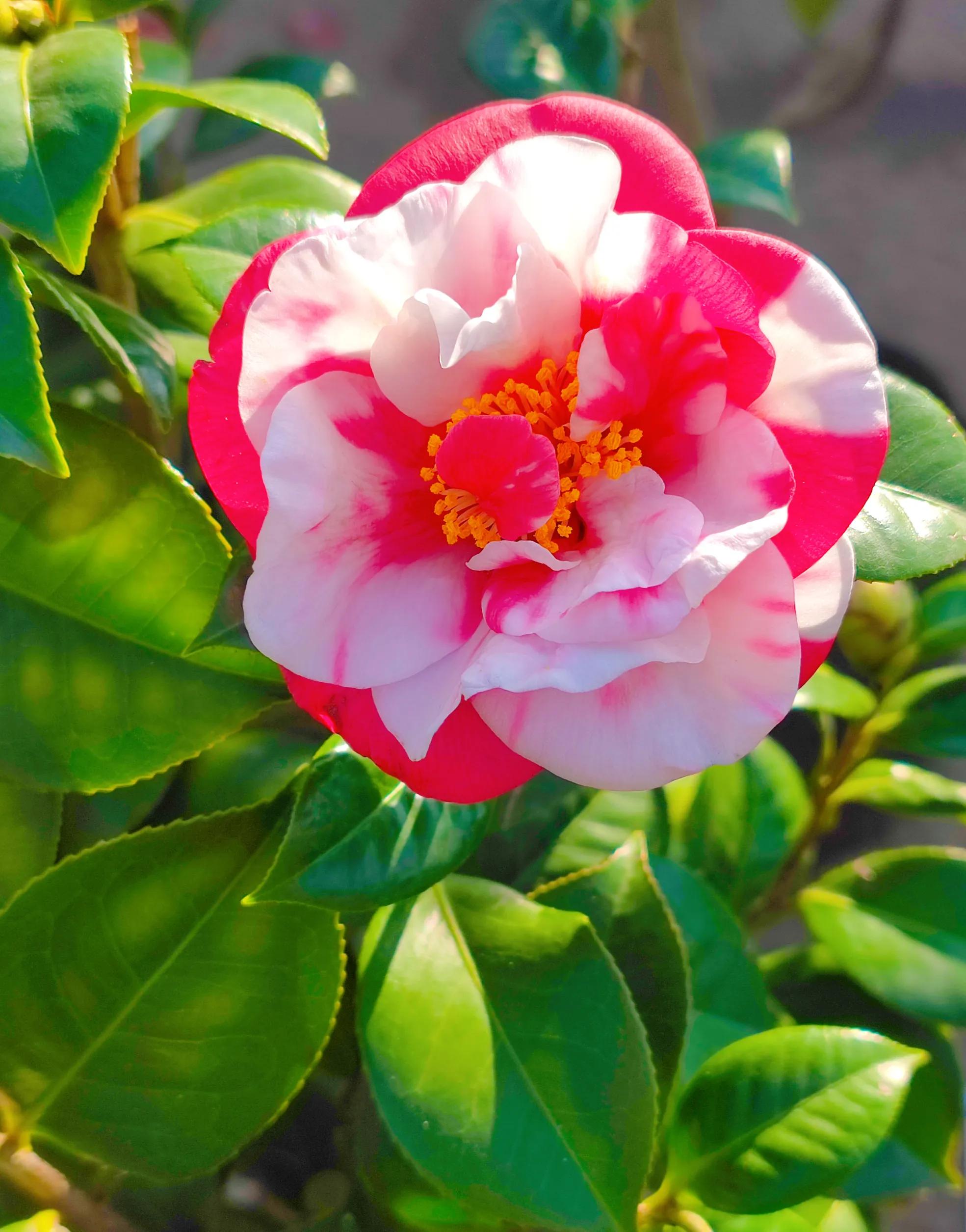 情暖冬至的古诗,春分立夏冬至