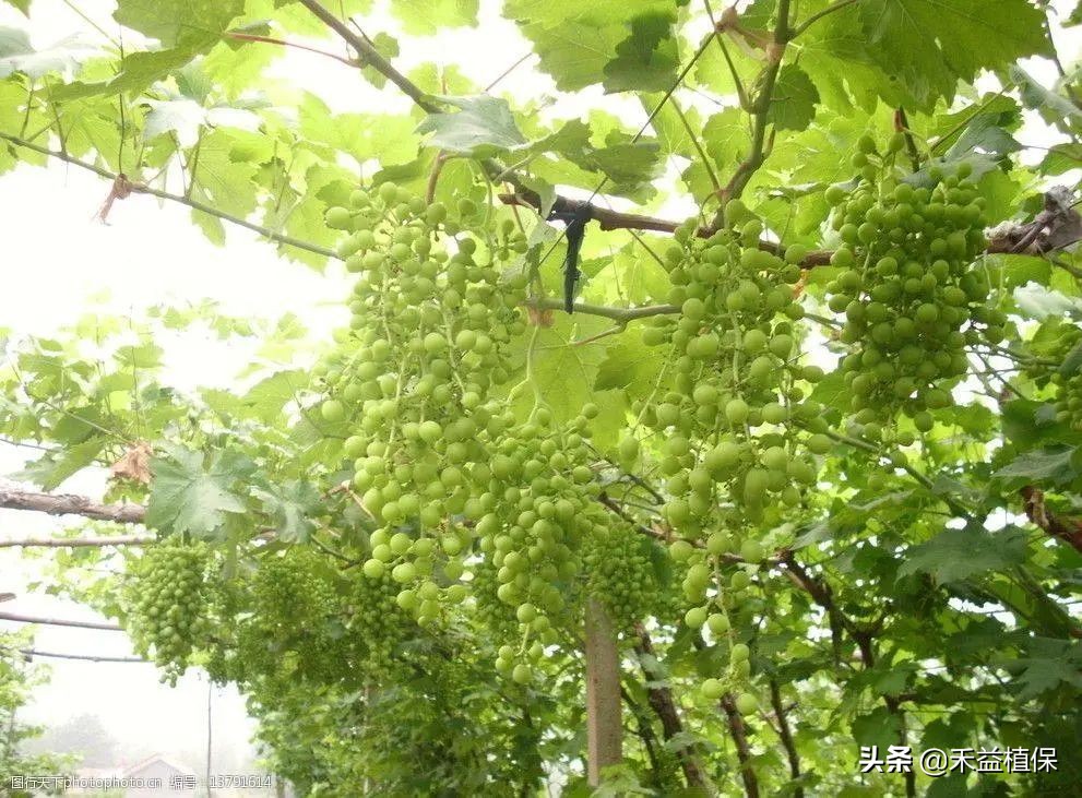 种植葡萄怎么摘心,葡萄摘心的正确方法巨峰葡萄