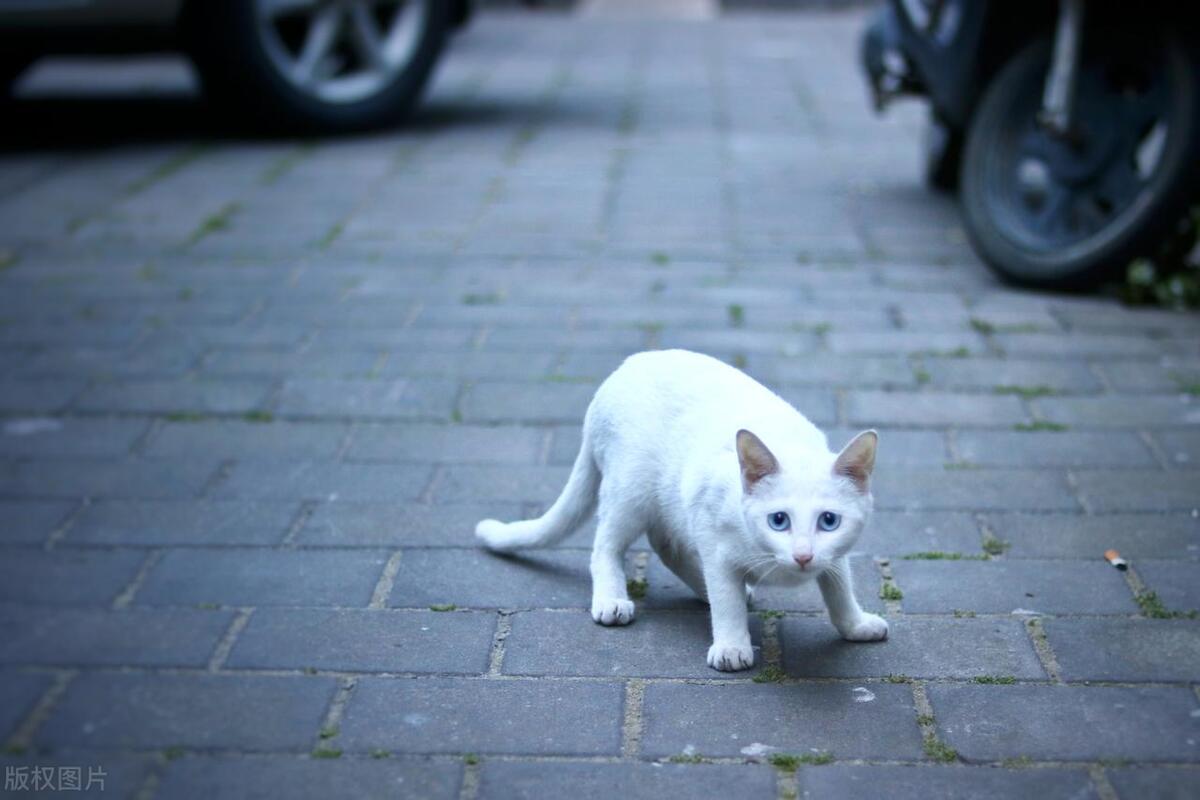 苏州这座城市怎么样,苏州最值得去哪个区