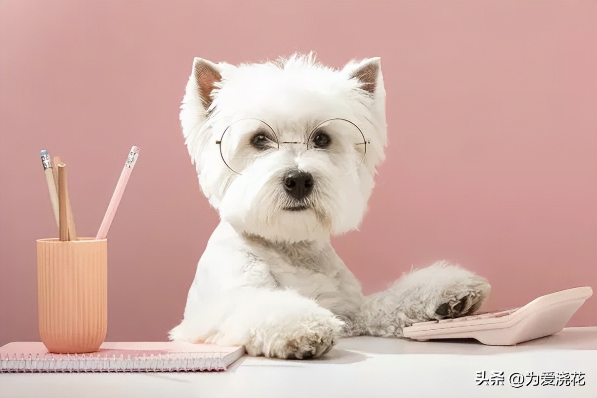 宠物发情怎么办宠物发情期护理