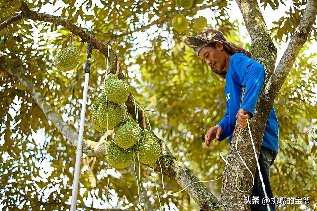 马来西亚特别推荐的水果,华人在马来西亚所占的比例