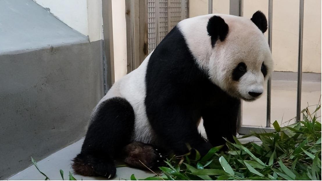 台湾养死几只大熊猫,台湾养熊猫