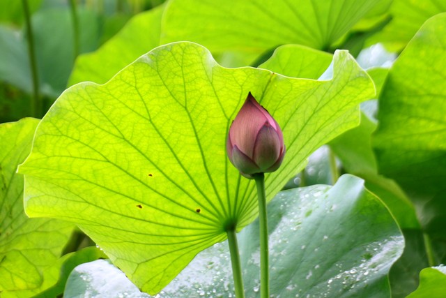 “早入伏，超长暑”，7月11日入伏，啥意思，看农谚咋说