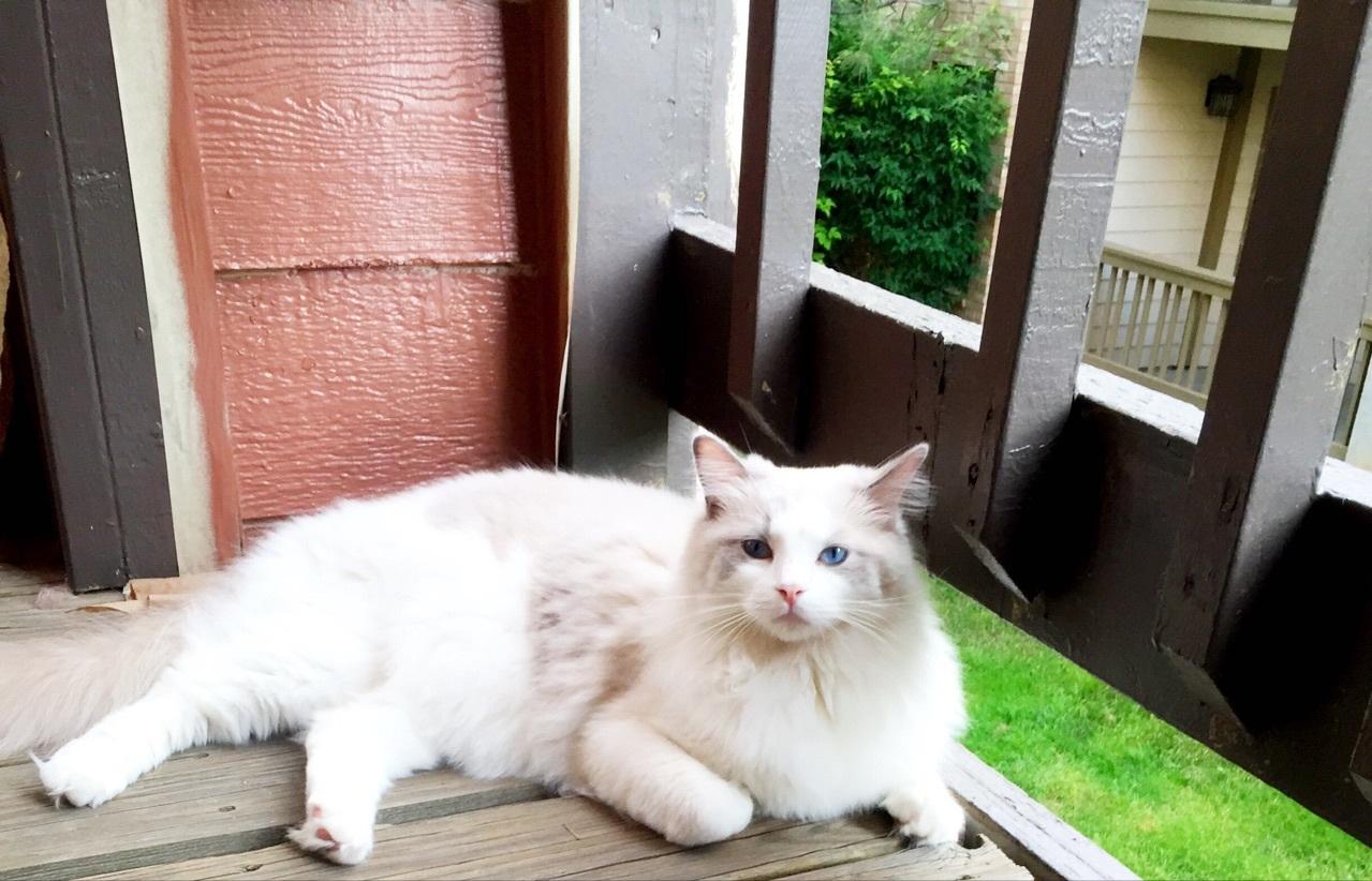 哪些猫掉毛不那么严重,哪种猫掉毛特别严重