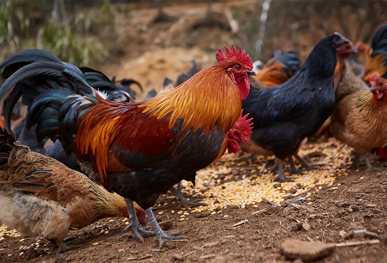 在农村养什么销路最好,在农村老家养什么能赚钱