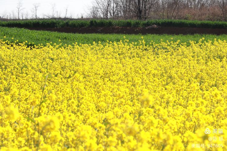 渑池孟村：油菜花儿香，蜜蜂采蜜忙