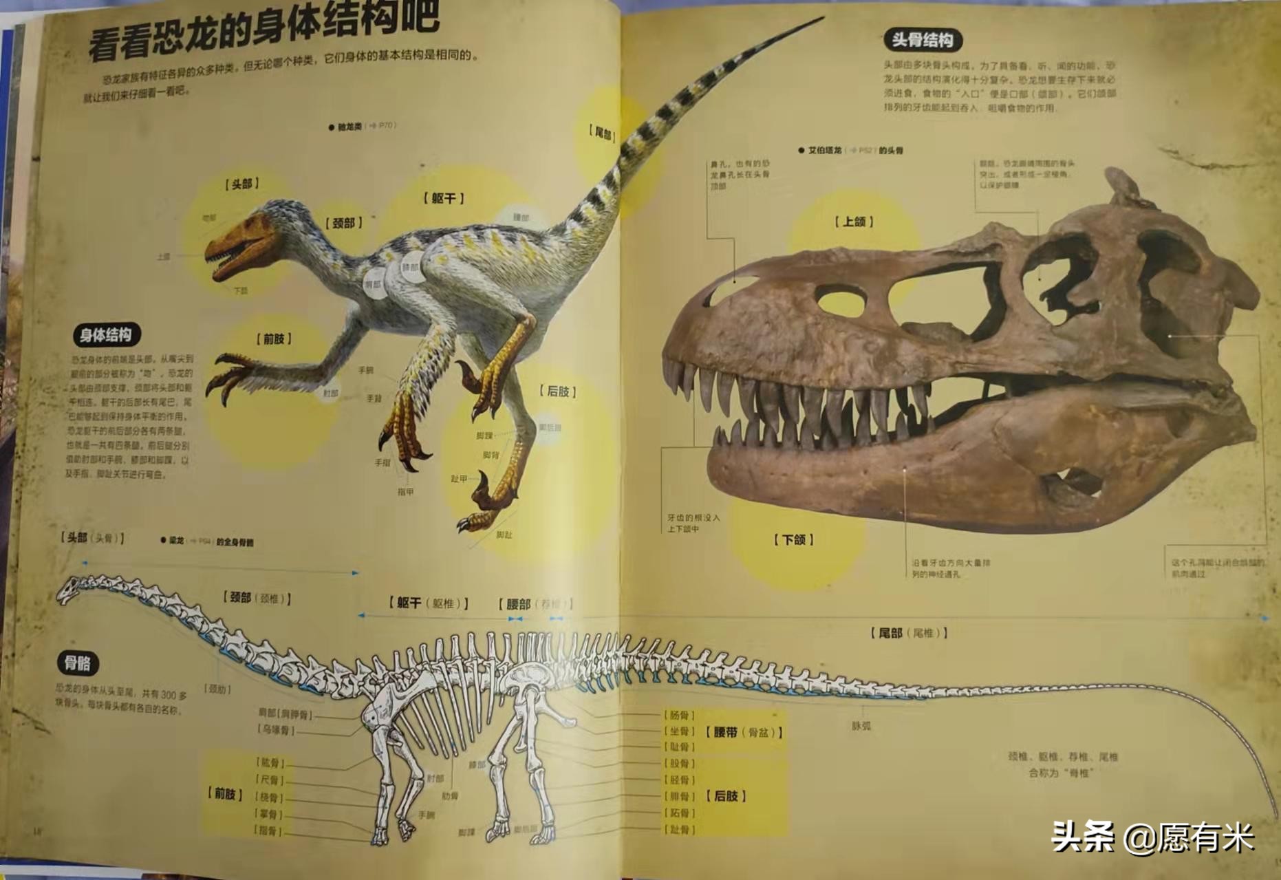 恐龙大百科之各种各样恐龙,恐龙世界最强大的恐龙的图片