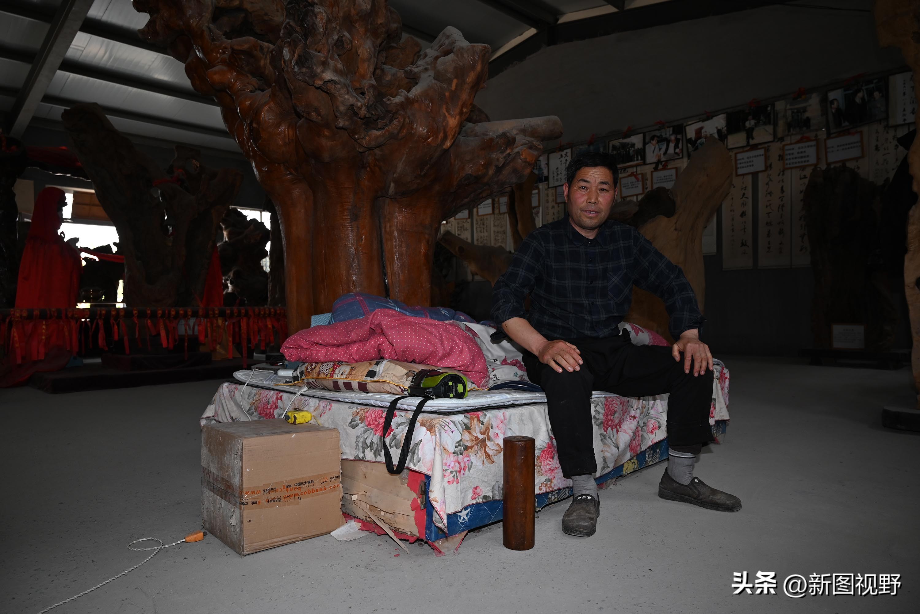 55岁农民，花60万买了一堆古树，每天做着发财梦，睡到自然醒