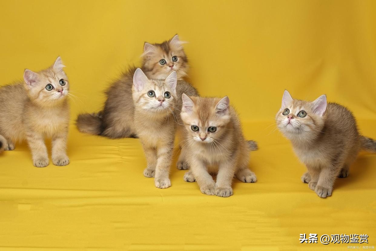 缅因猫多少钱一只英短蓝猫,缅因猫无毛猫豹猫哪个好养