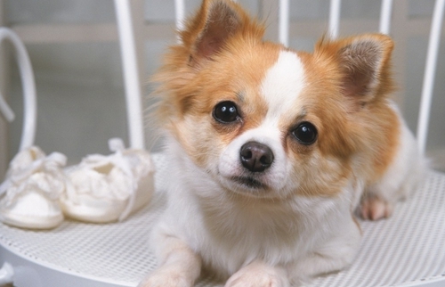 狗狗眼屎多泪痕发红什么原因,狗狗有泪痕是什么原因引起来的