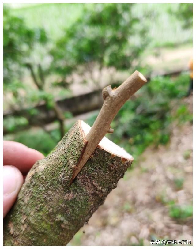 酸枣仁为什么不能大量种植,酸枣仁的种植与前景