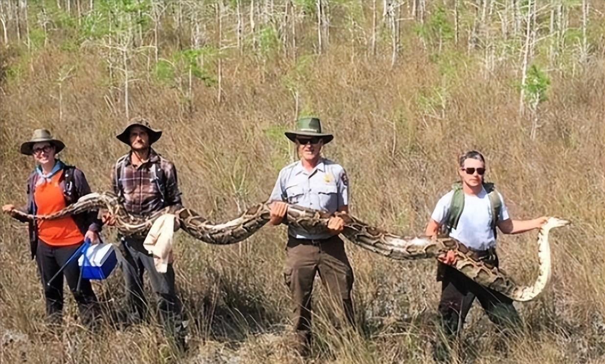 美洲豹捕杀鳄鱼为什么咬背部脖子,美洲豹捕杀鳄鱼压住鳄鱼