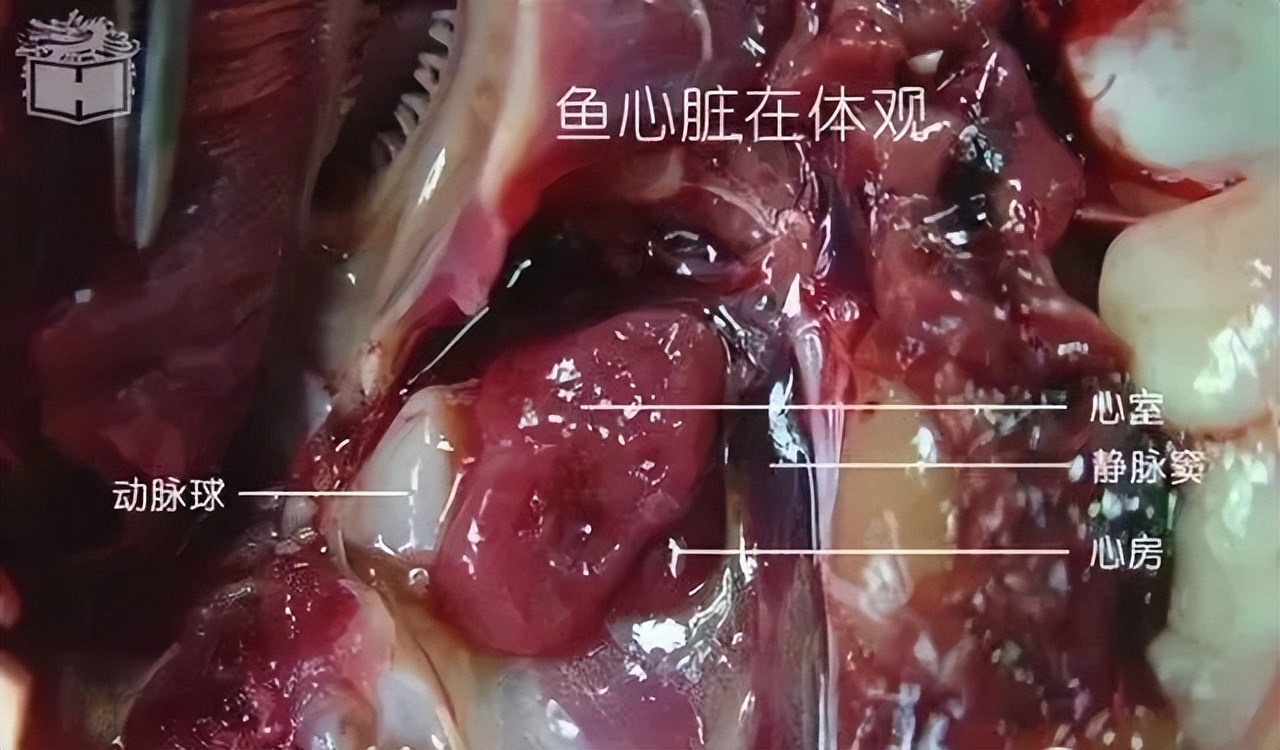 鱼脑出血什么原因,鱼脑溢血