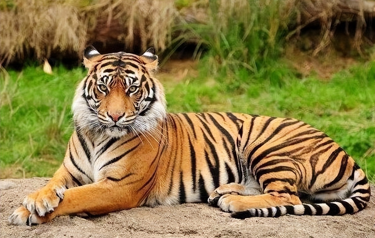 这两生肖做夫妻能一路相伴到白头,这两个生肖一起越恩爱就会越有钱