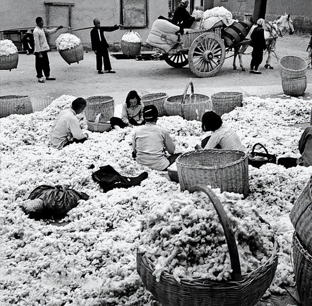 棉田记事：棉花不是花，但它比鲜花更美