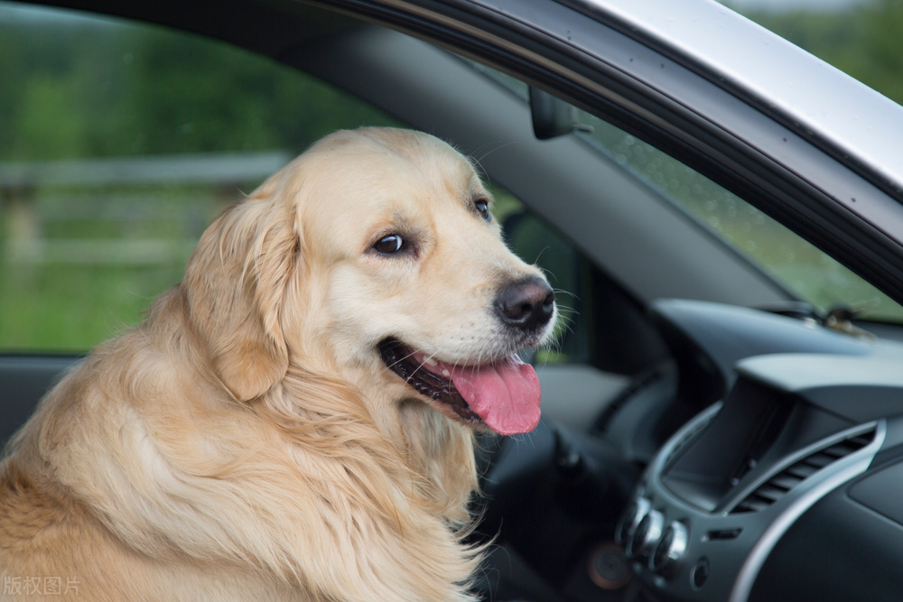 狗狗生病简单急救法,狗狗遇到生命危险的急救措施