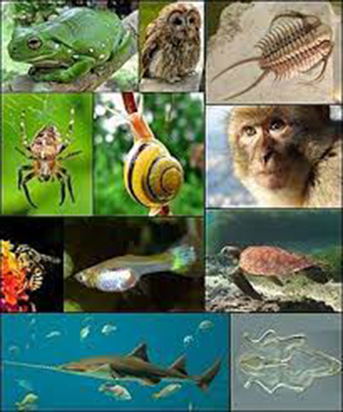 驴和马是杂交育种吗,马和驴是杂交育种吗