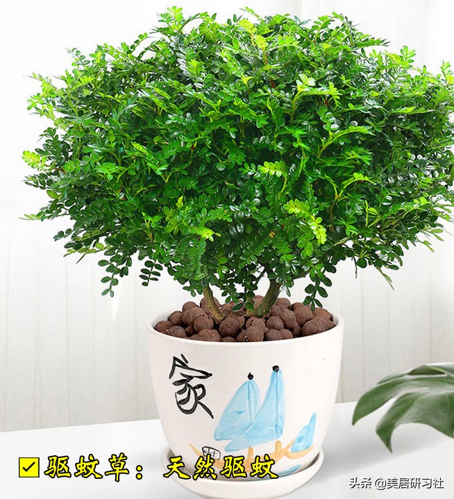 家庭防蚊小妙招简单,夏天卧室防蚊小妙招