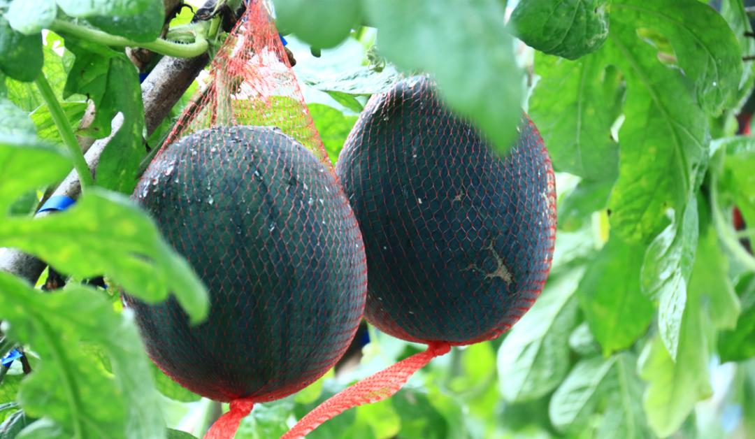 端午假期光明活动超精彩！音乐live、摘荔枝、包粽子……等你解锁！