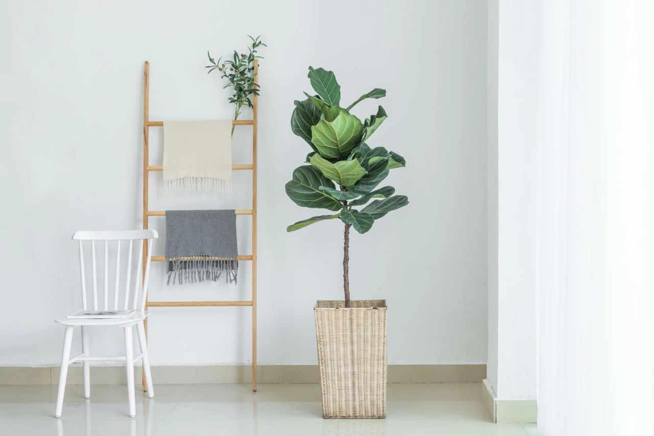 俗语说门前种三种树富贵三代人,门前栽三树家旺人也富