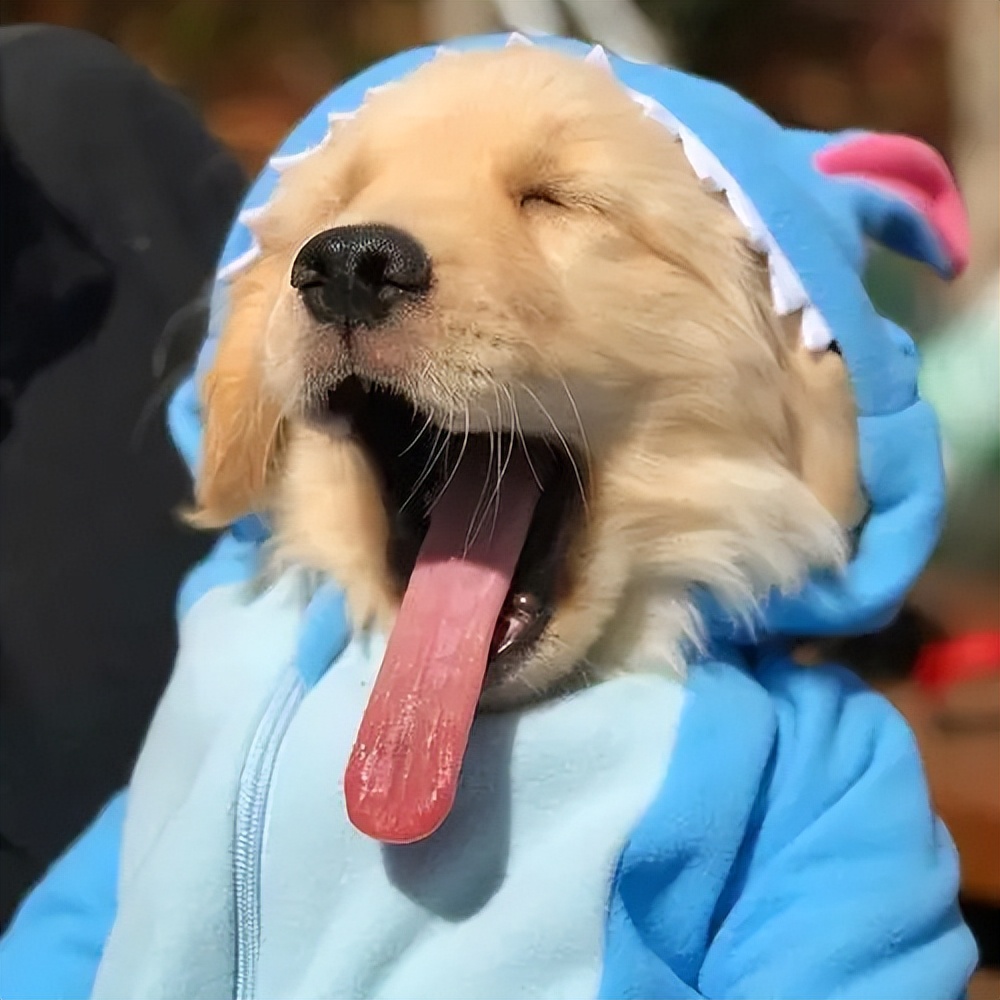 金毛拉布拉多柯基哪个适合新手养,老人适合养金毛还是拉布拉多