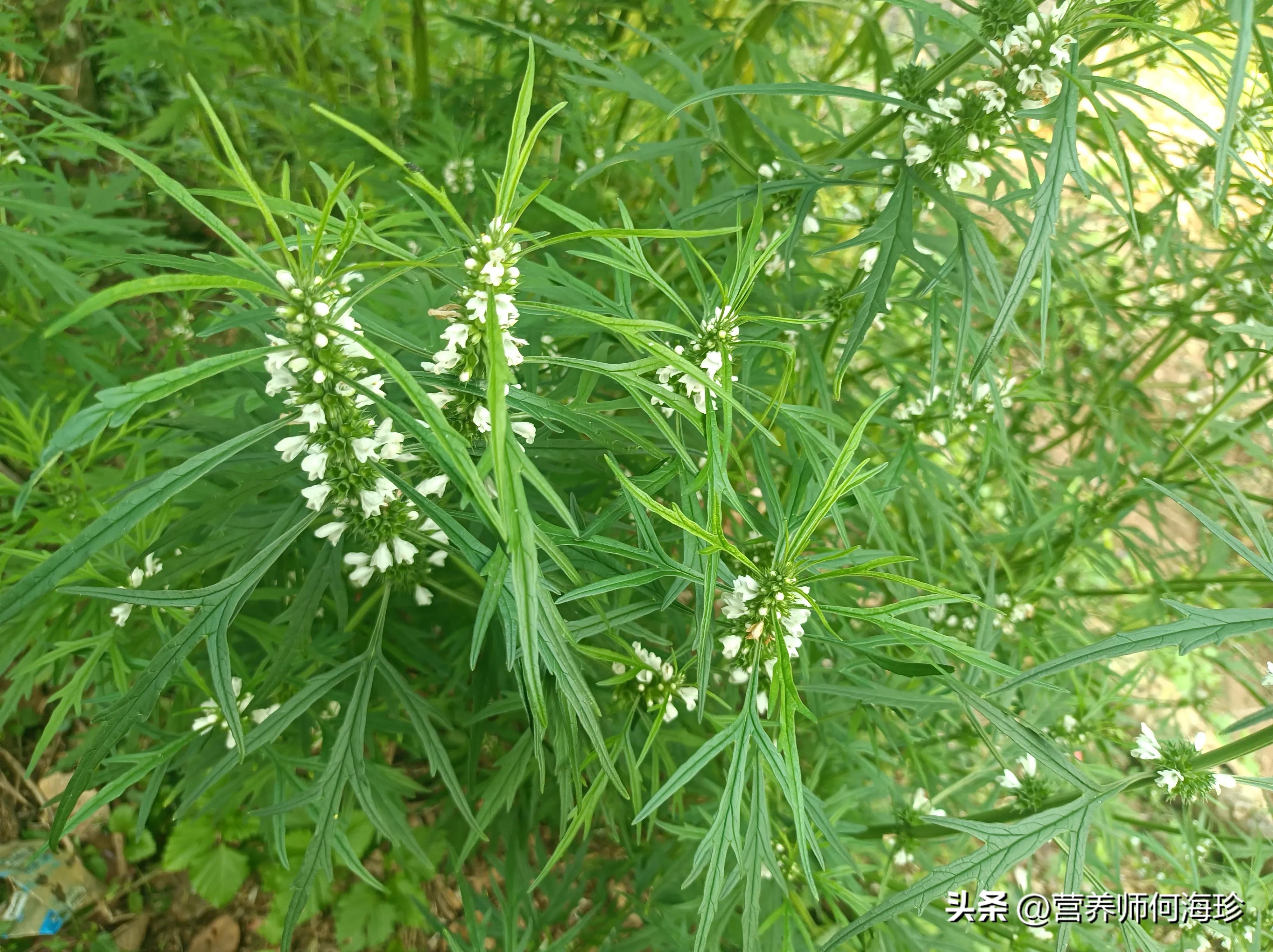 最近疯狂生长的“女人草”，年年有人挖它，因为珍贵，你可认识？