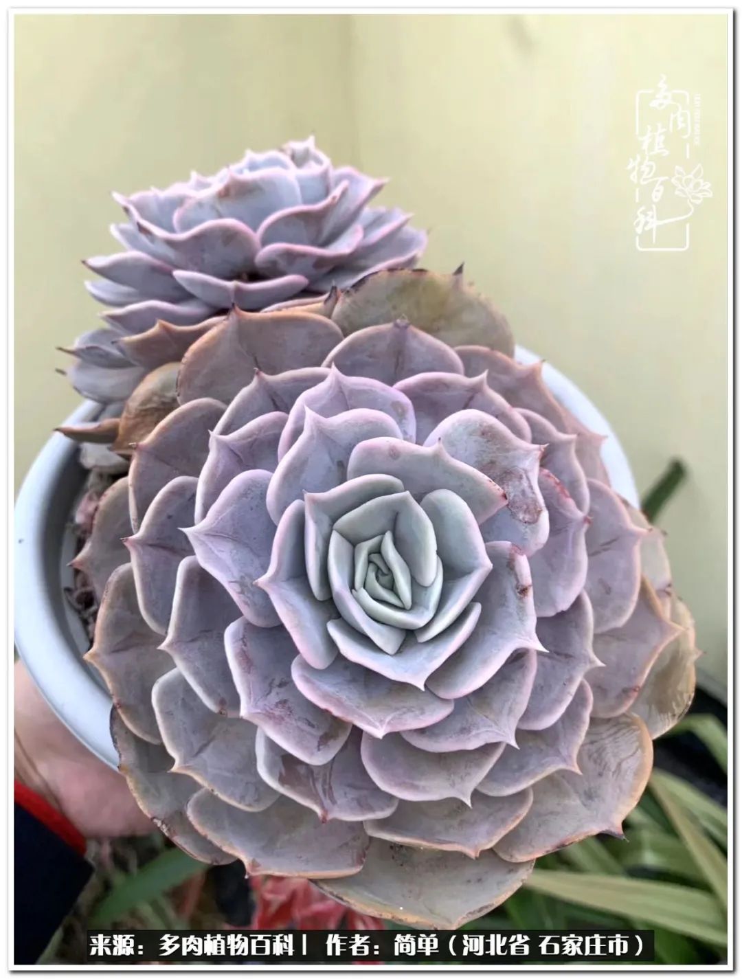 自从养了多肉以后视频,养多肉治愈生活中的疲惫和琐碎