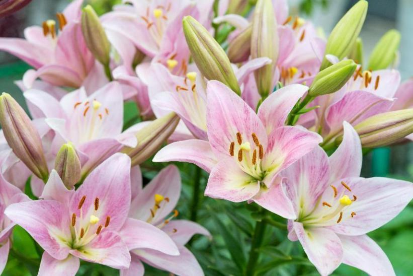 女神节送花的作品,女神节送什么花好看