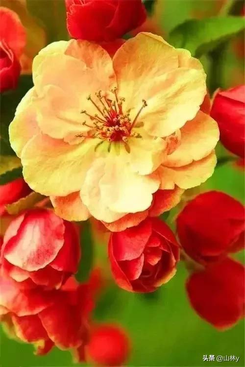 十大绝美花朵,绝美花朵视频